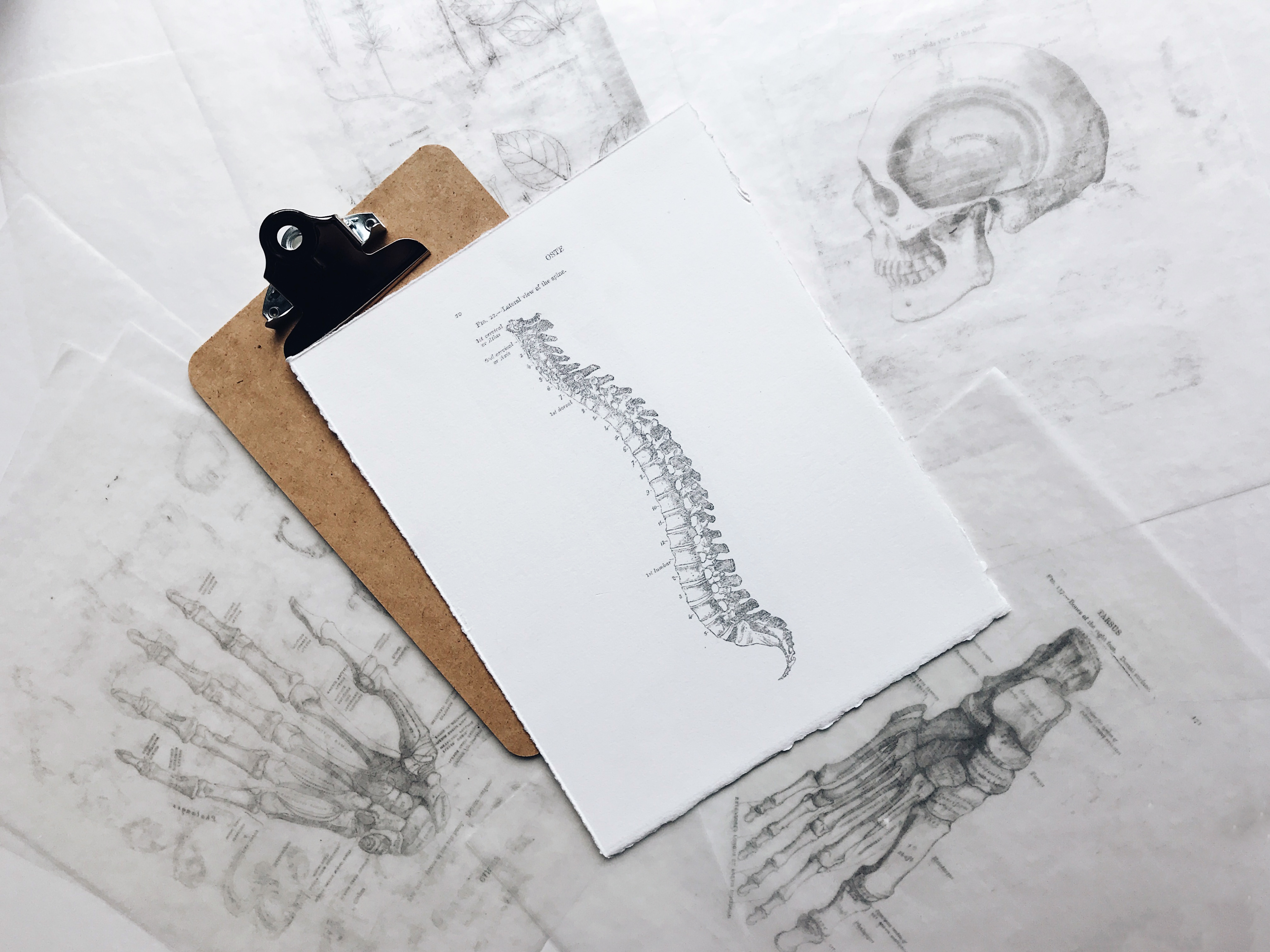 dolori articolari - disegni delle articolazioni del corpo umano: colonna vertebrale, mano, piede e cranio